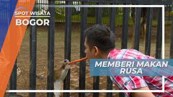 Memberi Makan Rusa, Kegiatan Seru di Penginpan yang Nyaman, Bogor
