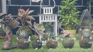 Planter Craft, Lumut Yang Menghasilkan Puluhan Juta Rupiah 