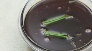 Tips dan Trik: Sirop Gula Merah