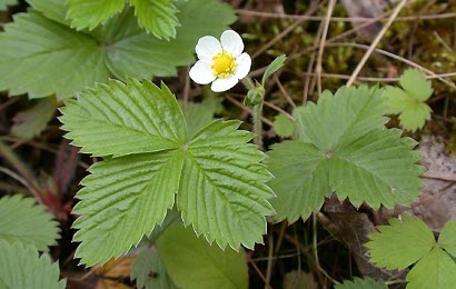HERBAL: Arbei
