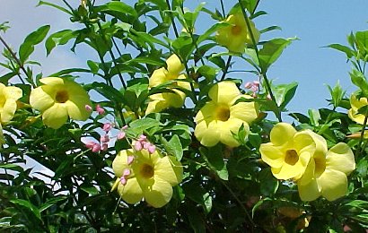 HERBAL: Alamanda