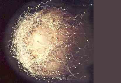 Vulva külotdagi fotosurat