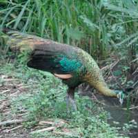 Merapi Bergejolak Burung Merak Turun Gunung