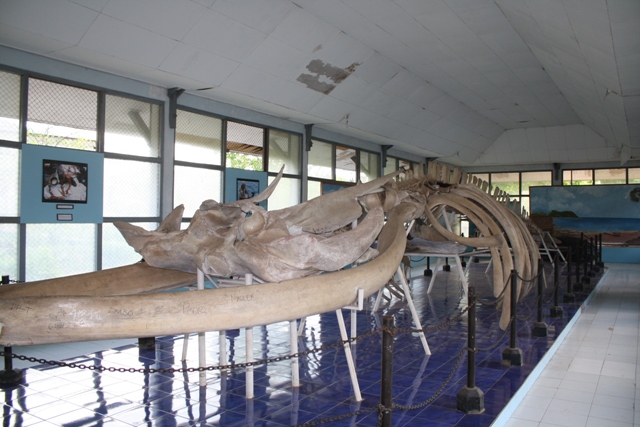 Melihat Kerangka  Tulang Ikan  Paus 18 Meter di Museum NTT