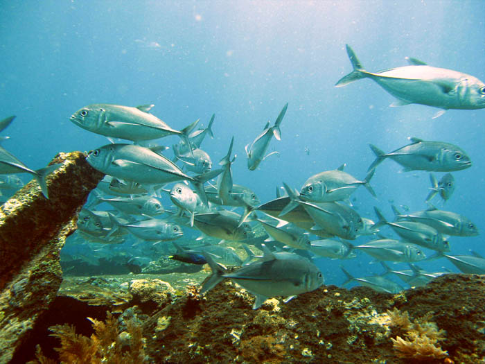  Gambar  Pemandangan  Laut  Ikan 