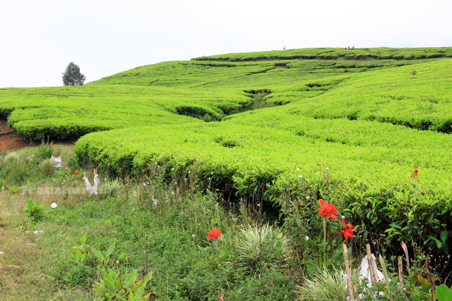 94 Gambar Pemandangan Kebun Teh Kekinian 94 Gambar Pemandangan Kebun Teh Kekinian