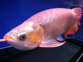 Malaysia Akan Patenkan Arowana
