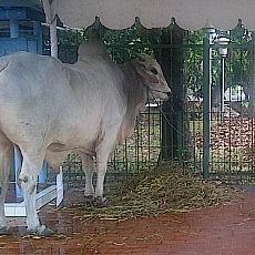 Sapi SBY Seberat 1,2 Ton Siap Disembelih di Masjid Istiqlal