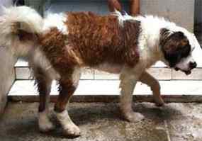 Pihak Berperkara Tidak Lengkap Sidang Kasus Anjing Mati Ditunda