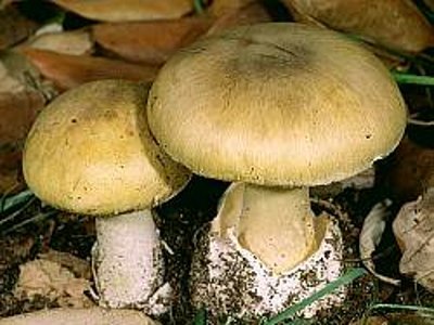 tewas usai makan jamur saat tahun baru tewas usai makan jamur saat tahun baru