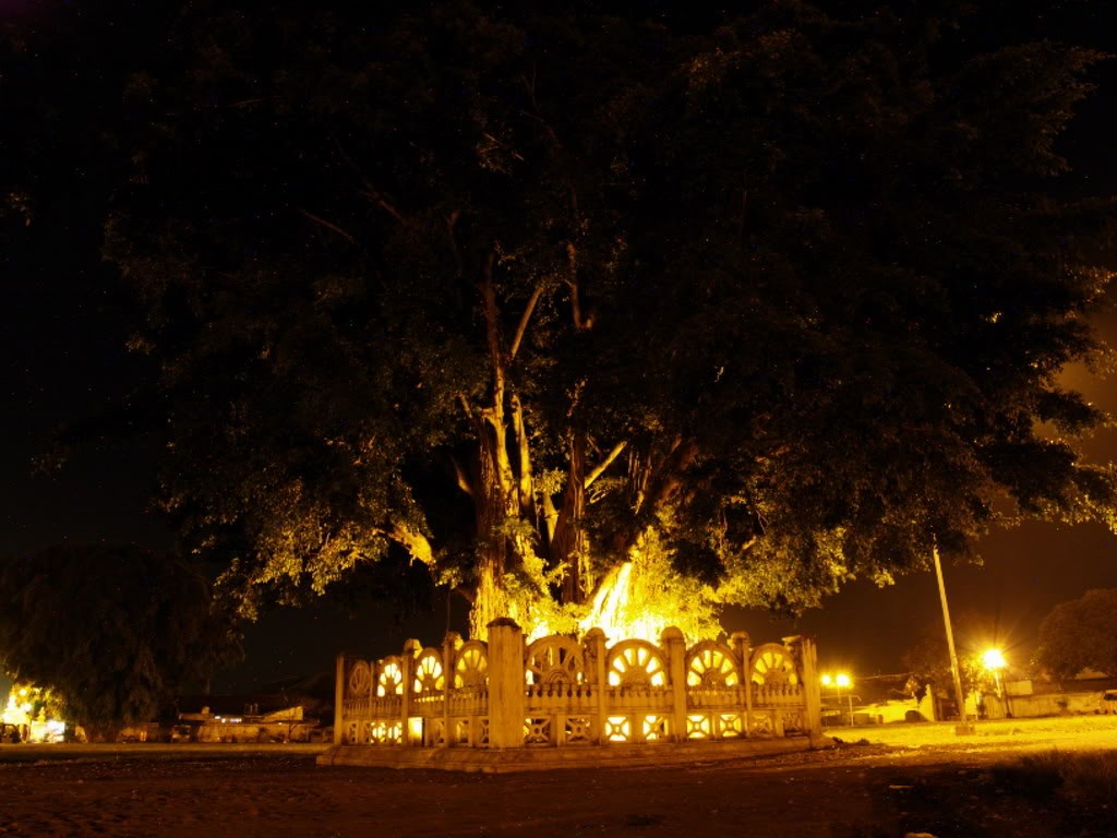 Mitos Beringin Kembar Di Alun Alun Kidul Yogyakarta