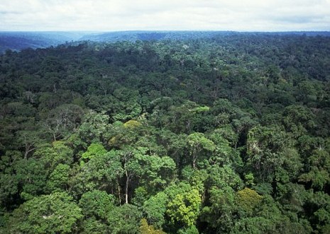 Image Result For Hutan Amazon Image Result For Hutan Amazon