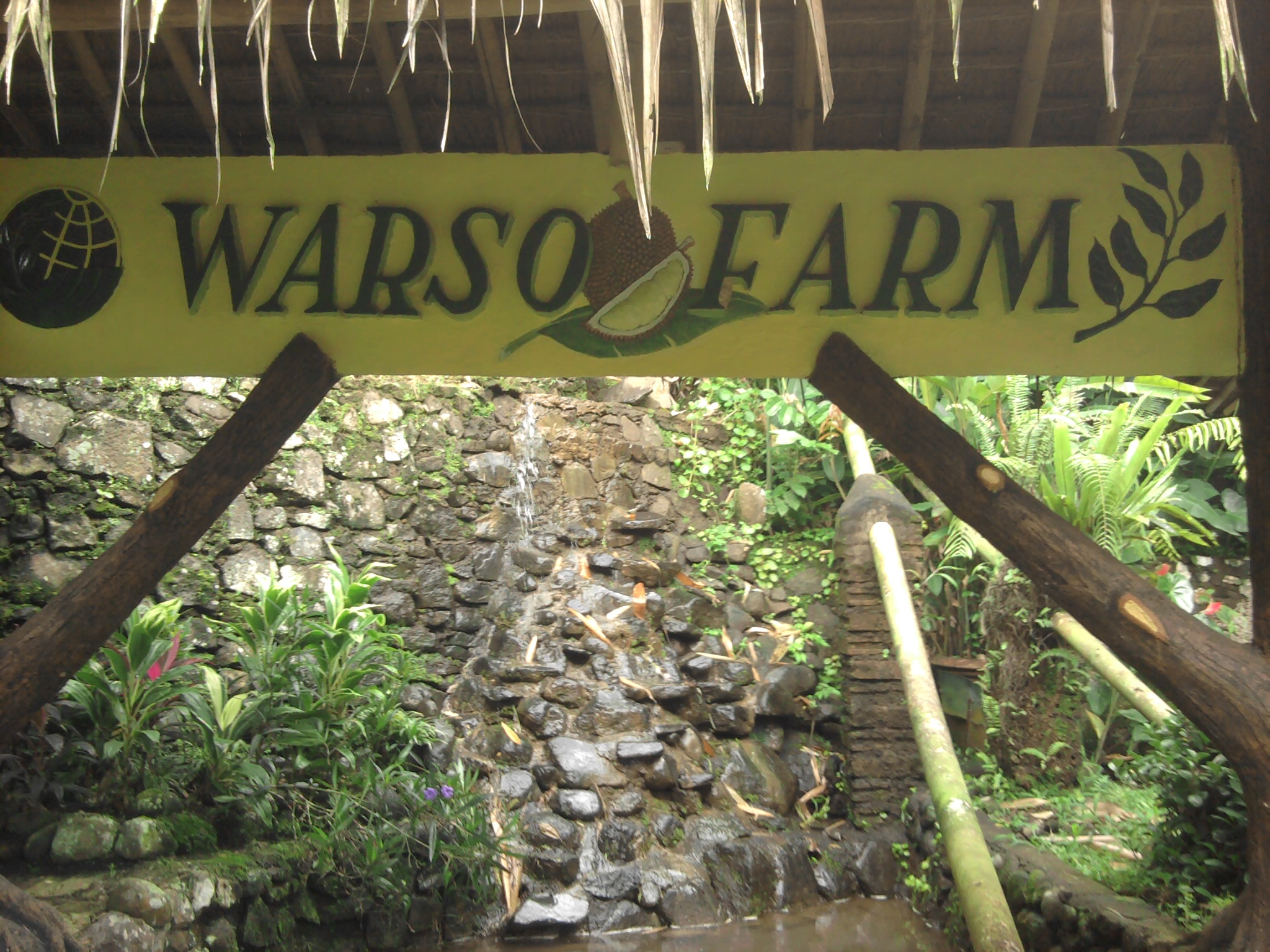 Ada Durian Raksasa di Warso Farm, Bogor