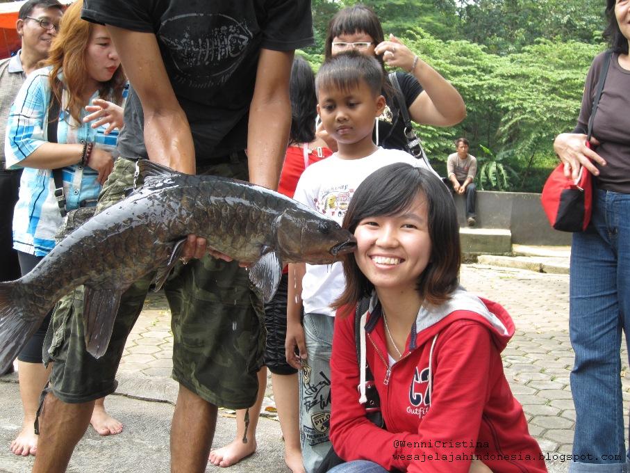 Misteri Ikan Dewa di Cibulan