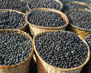 Pro-Kontra Acai Berry Sebagai Suplemen Pelangsing Tubuh Pro-Kontra Acai Berry Sebagai Suplemen Pelangsing Tubuh