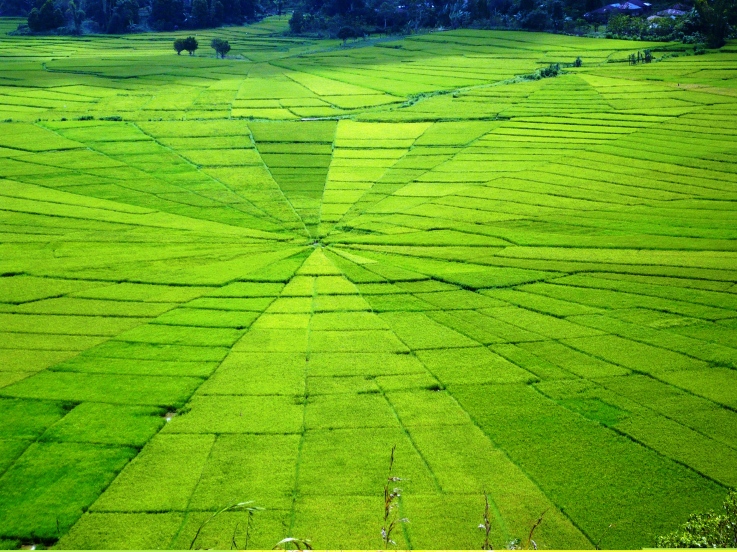 Unik! Sawah Berbentuk Jaring Laba-laba di Flores