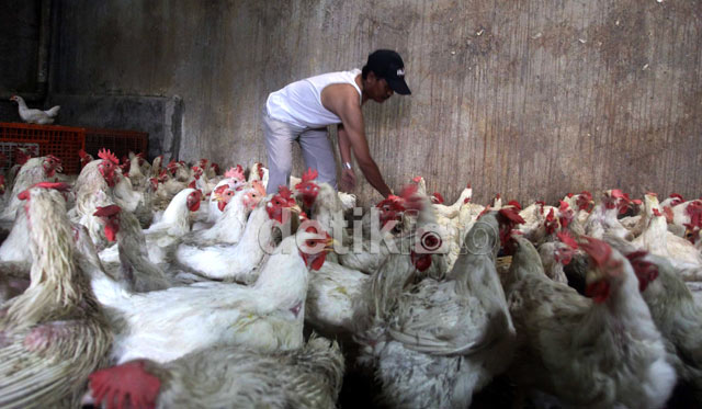 Peternakan Ayam Broiler Di Tangerang