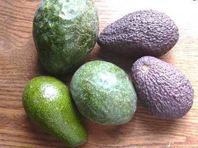 Yuk, Kenali Tiga Jenis Alpukat Ini!