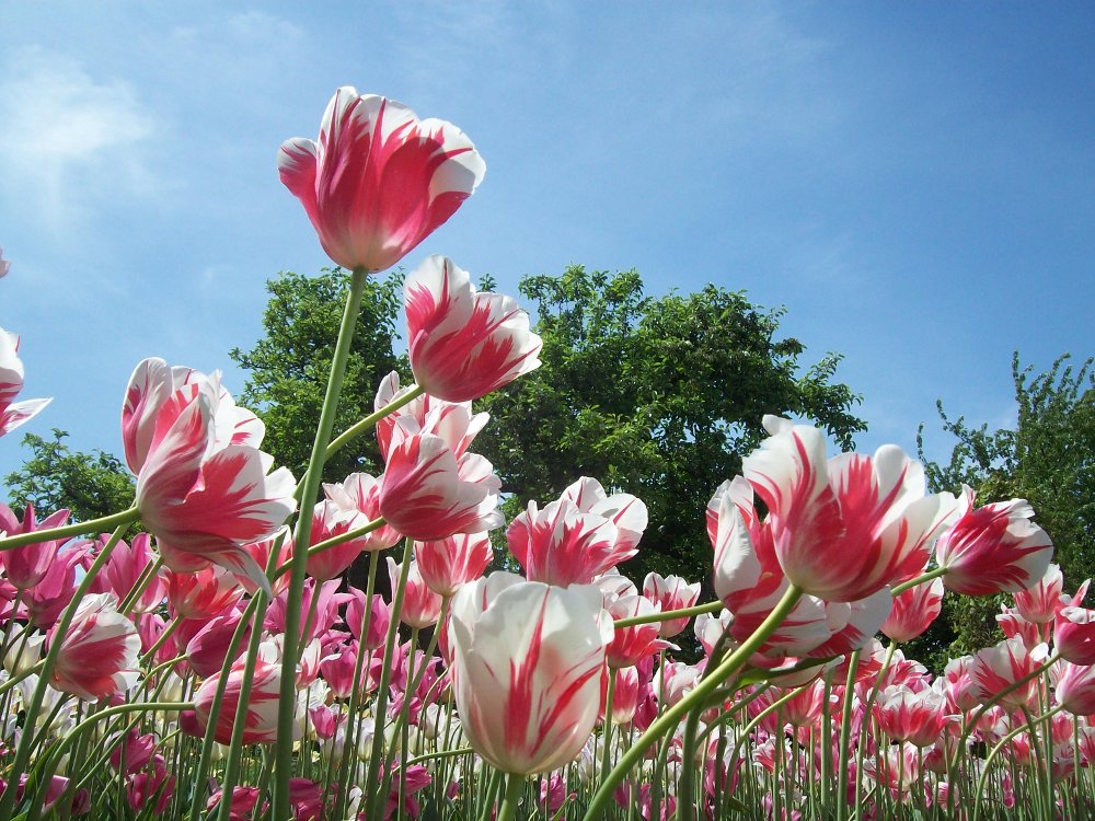 Gambar Bunga Tulip Merah Putih - Gambar Bunga