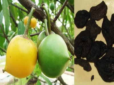 Asam Kandis Yang Bikin Masakan Makin Sedap Asam Kandis Yang Bikin Masakan Makin Sedap