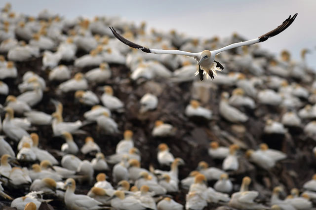 Melihat Kehidupan Burung Gannet