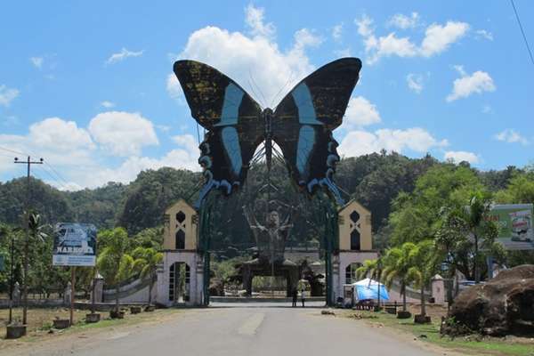 Wah Sulawesi  Selatan Punya Kerajaan Kupu  kupu  