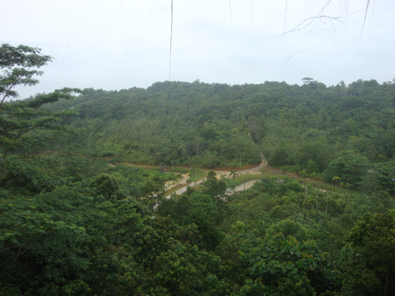  Keindahan  Pagi Milik Hutan  Samboja di Kalimantan  Timur