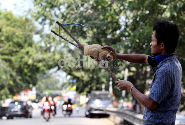 Jual Hewan Kuskus Untuk Biayai Hidup Keluarga