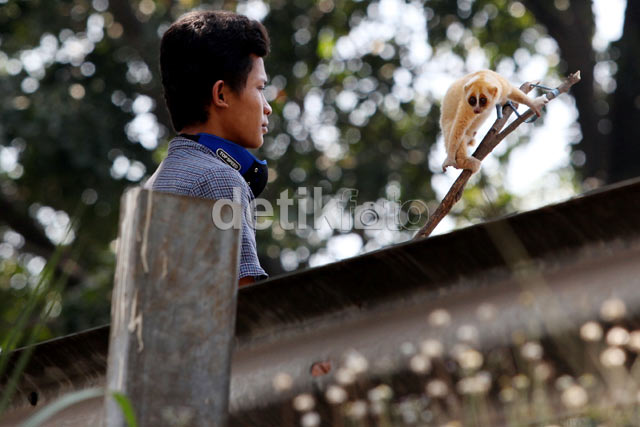 Jual Hewan Kuskus Untuk Biayai Hidup Keluarga