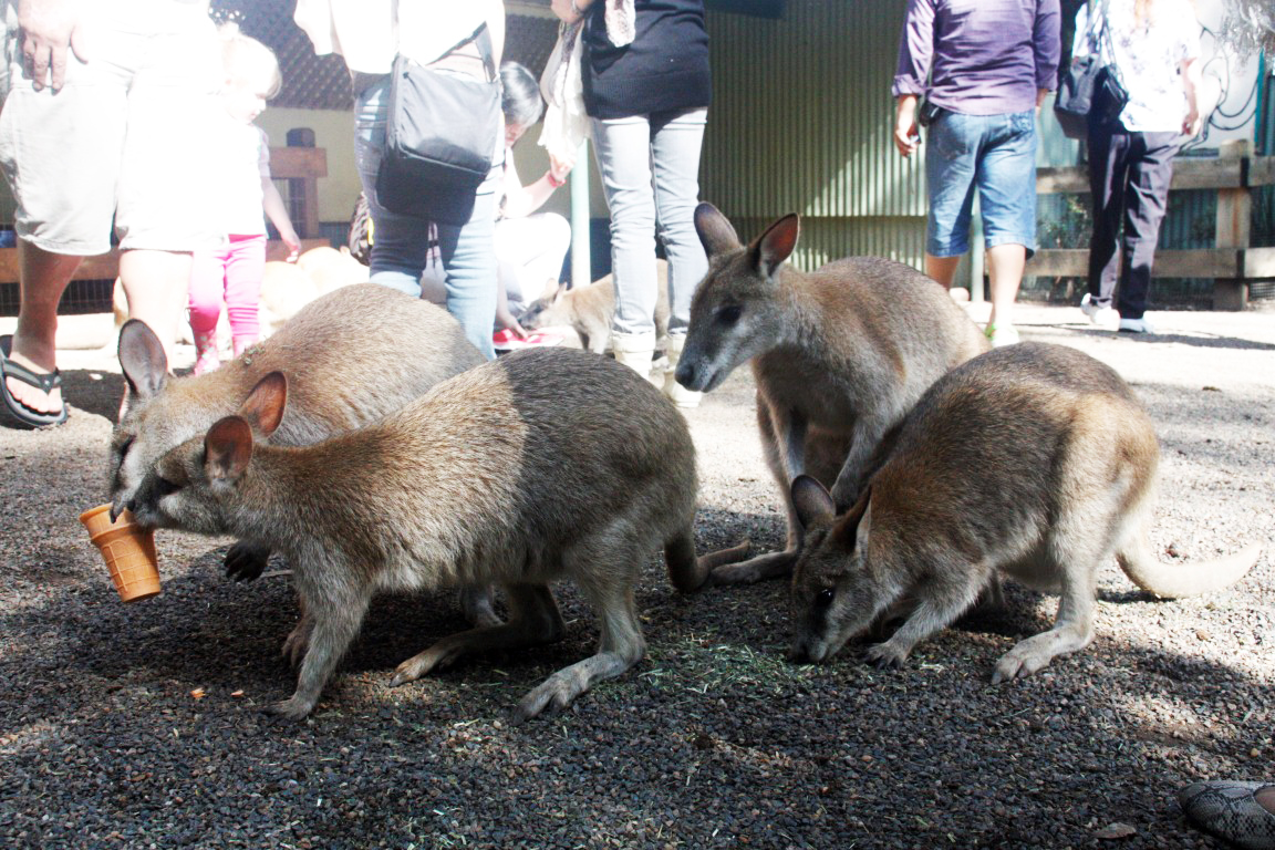 Bertemu Ragam Hewan Khas Australia Di Featherdale