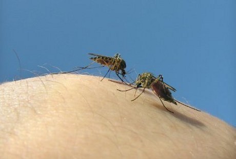 Uuhhh Banyak Nyamuk Begini Cara Alami Basmi Tanpa Pestisida Uuhhh Banyak Nyamuk Begini Cara Alami Basmi Tanpa Pestisida