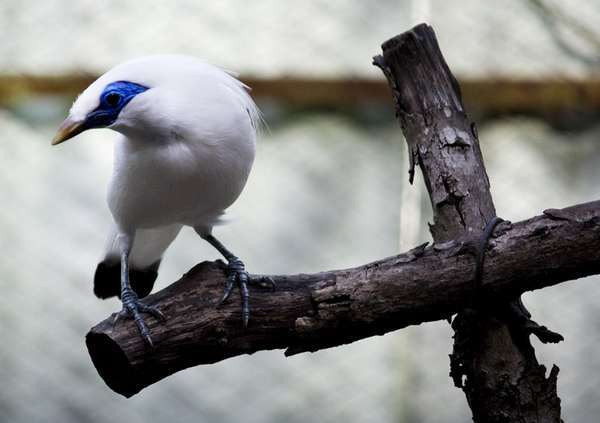 'Main' Burung di 4 Tempat Ini