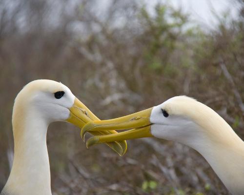 6 Burung Albatros