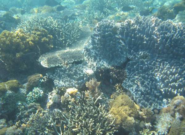 Surga Bawah Laut di Flores Ada 4 