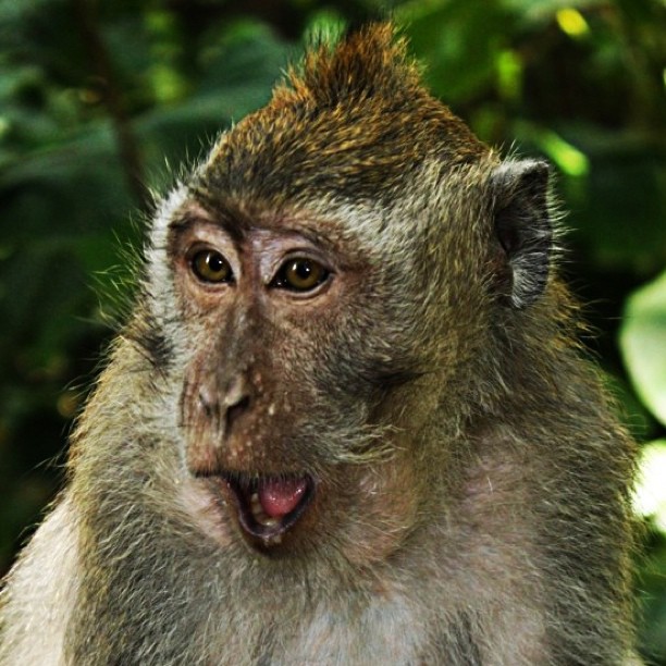 Gemas Melihat Aksi Monyet Monyet Lucu Di Monkey Forest Ubud