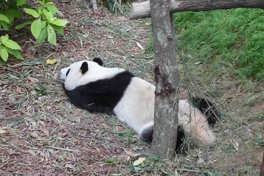 Kai Kai & Jia Jia, Panda Lucu dari Singapore Zoo