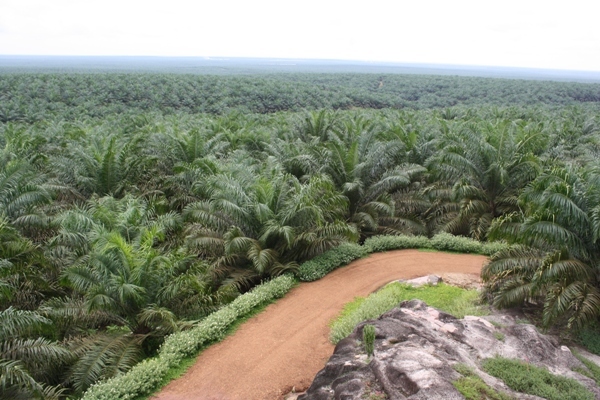 Astra Agro Akuisisi Lahan Sawit Baru 16.000 Hektar di Kalbar