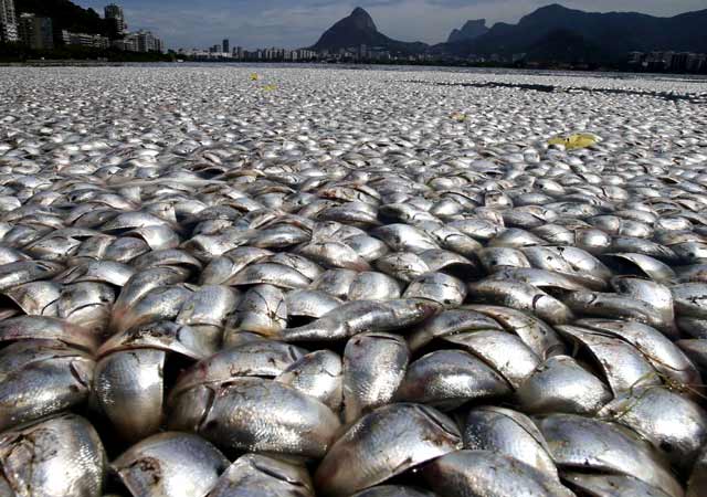 Ribuan Ikan  Mati  di Danau Brasil