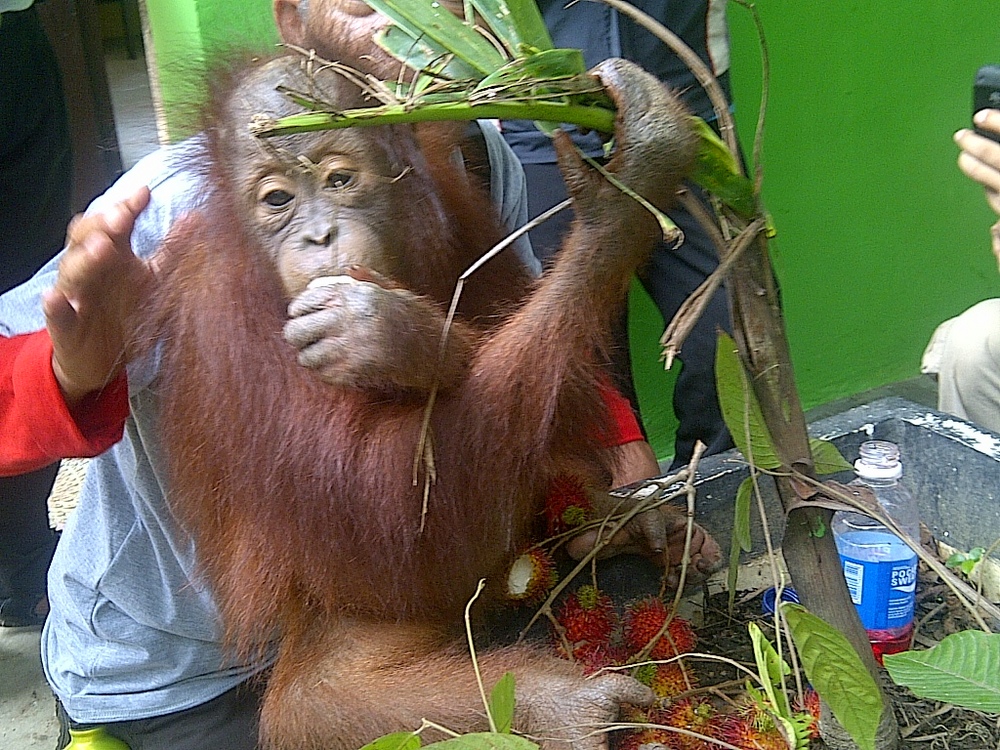 Katta shirali eshaklar Mya Diamond porno video