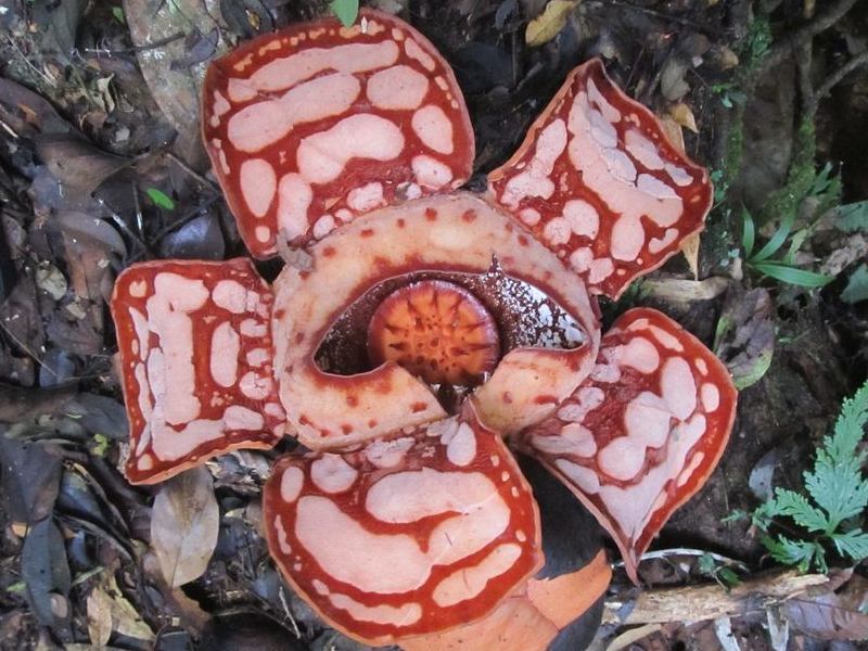 Три брата раффлезия. Раффлезия покемон. rafflesia hasseltii. парк раффлезии. раффлезия арт.