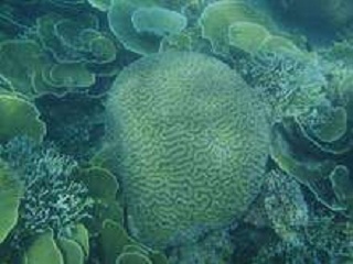 Kondisi Ekosistem Terumbu Karang Di Kepulauan Seribu