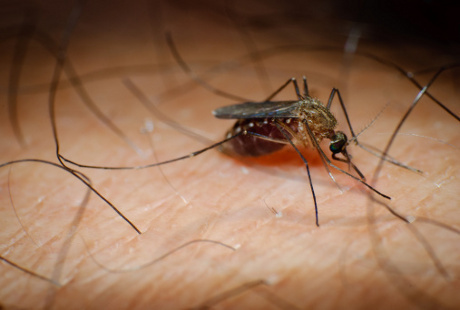 Terinfeksi Parasit Malaria  Nyamuk  Jadi Lebih Peka Bau Manusia