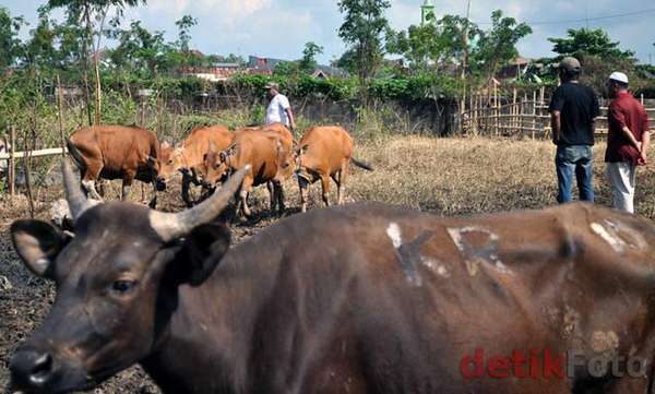 Sapi Rasya Malaysia dan Brunei Sudah Duluan Punya Peternakan Sapi Raksasa di Australia