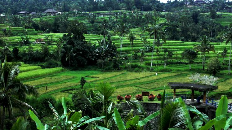 Selain Ubud Ini Area Sawah di Bali yang Tak Kalah Cantik