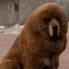 Samarkan Anjing Jadi Singa Afrika Kebun Binatang China Ditutup
