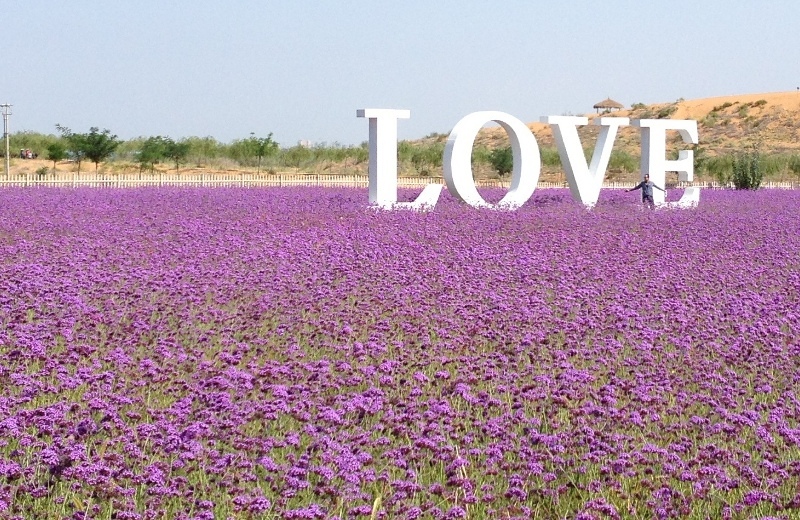 Jin Sha Dao Surganya Bunga Lavender Di China