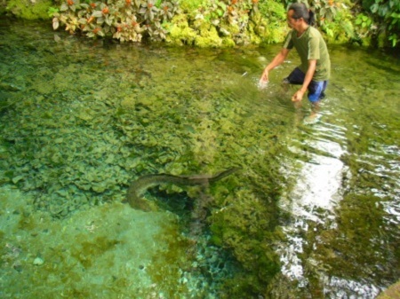 Belut Raksasa Morea Waai, Belut Raksasa Dari Maluku
