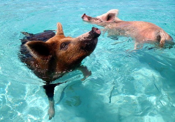 Pig Island, Kepulauan Bahama