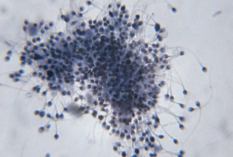 Xususiy partiya seks videolar Transvestitlar porno video