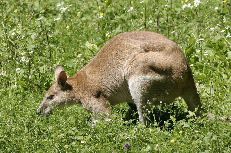 14 Kanguru Ragunan yang Mati Walabi  Papua Digigit Anjing Liar